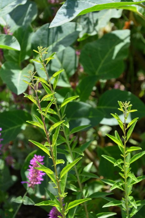 Aloysia polystachia = Lippia polystachya